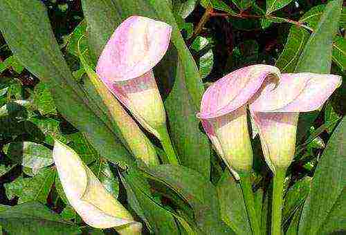 we grow calla lilies at home