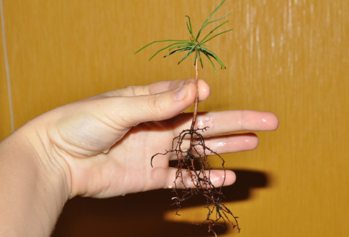 we grow cedar from walnut at home