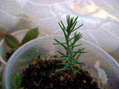 we grow cypress from seeds at home