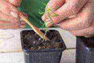 we grow cypress from seeds at home