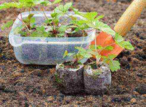 nagtatanim kami ng mga strawberry mula sa mga binhi sa bahay