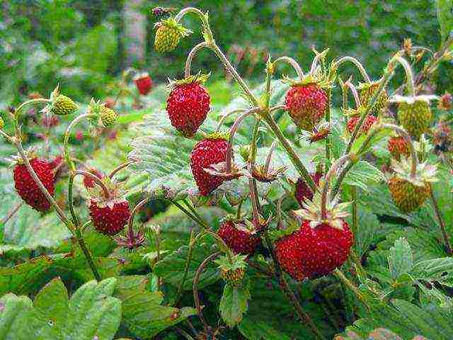 we grow strawberries from seeds at home