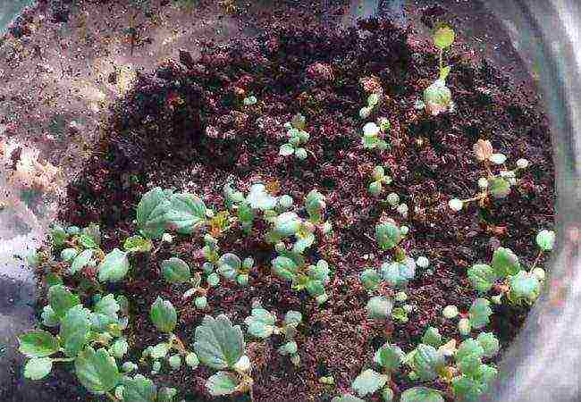 we grow strawberries from seeds at home