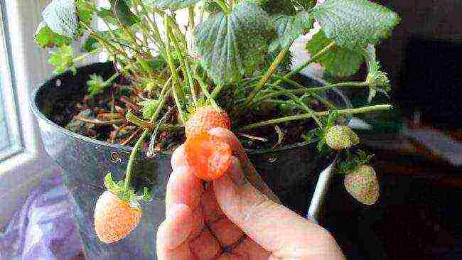we grow strawberries in winter at home