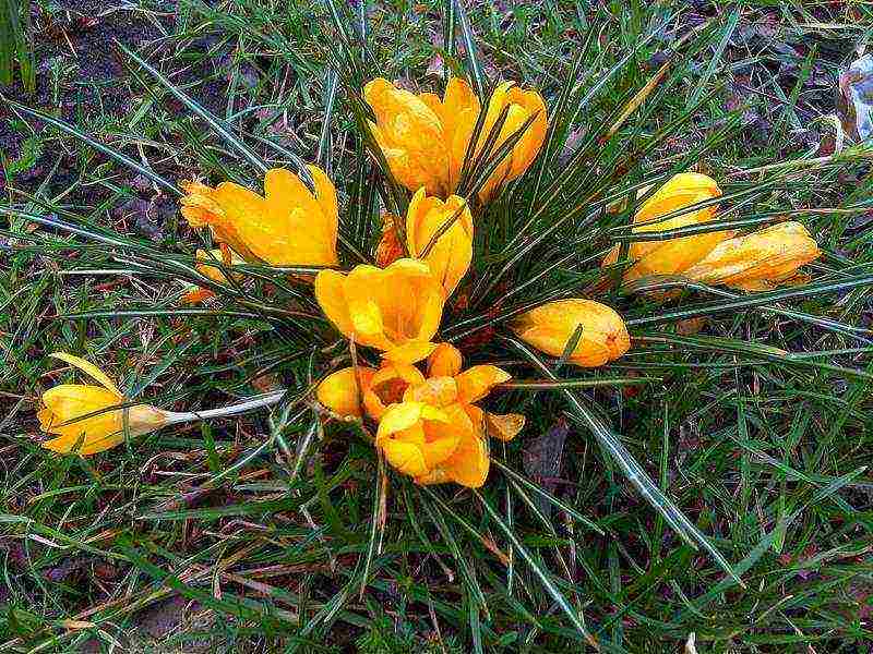 we grow crocuses at home