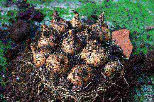 we grow crocuses at home