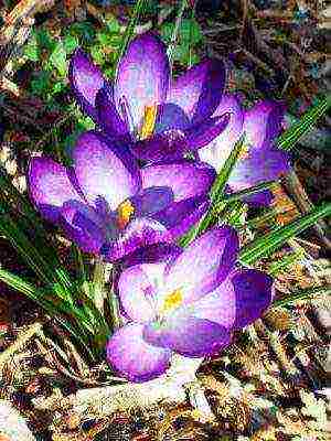 we grow crocuses at home