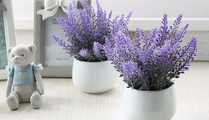 nagtatanim kami ng lavender sa bahay