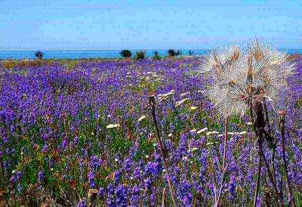 nagtatanim kami ng lavender sa bahay