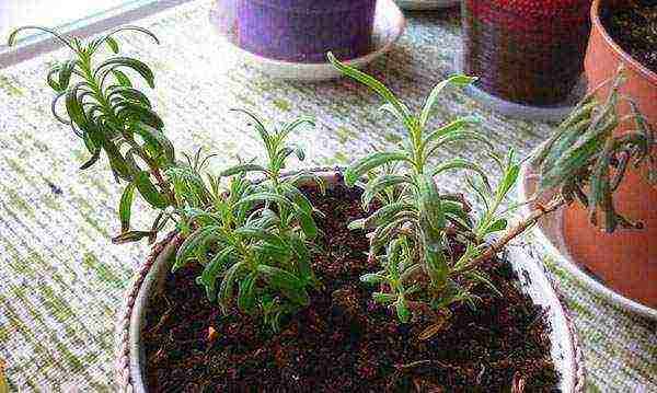 we grow lavender at home