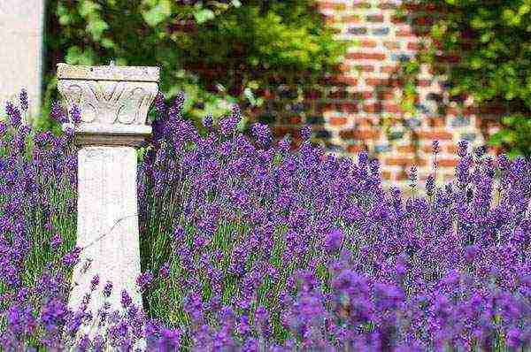 we grow lavender at home