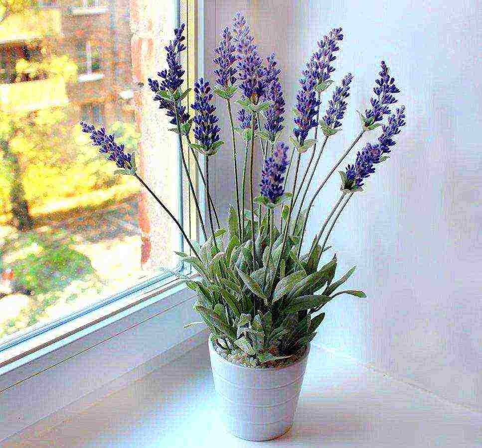 we grow lavender at home