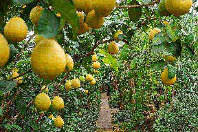 we grow lemons at home