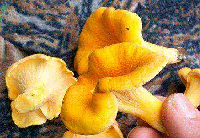 we grow chanterelles at home