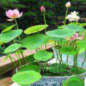 we grow lotus at home