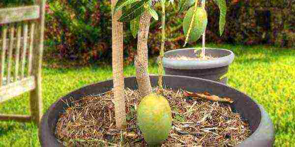 we grow mango from stone at home