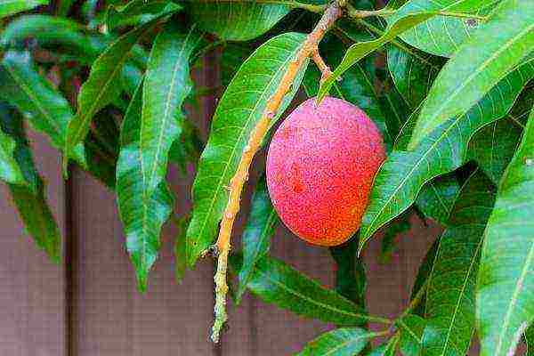 nagtatanim kami ng mangga mula sa bato sa bahay