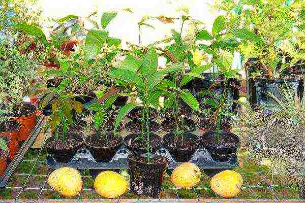 we grow mangoes at home