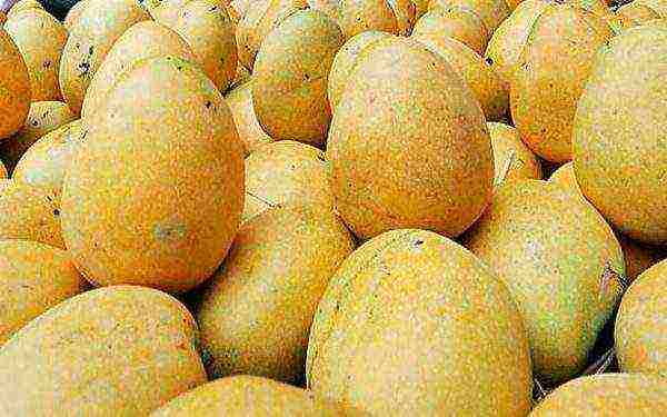 we grow mangoes at home