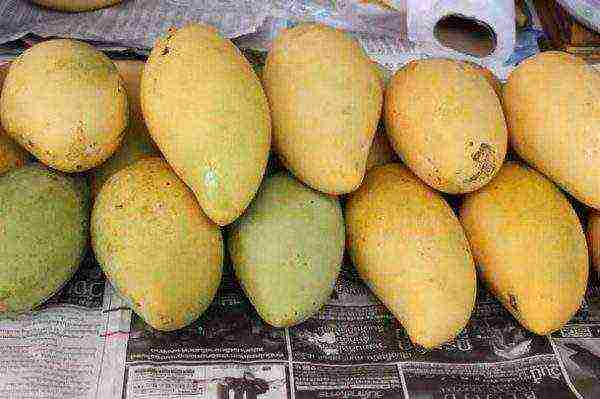 we grow mangoes at home