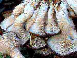 we grow oyster mushroom mycelium at home