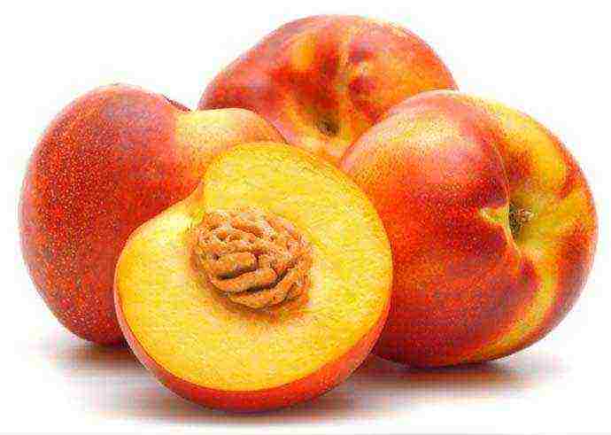 lumaki nectarine sa bahay