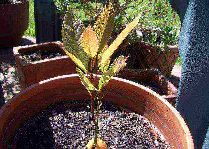 we grow nectarine at home