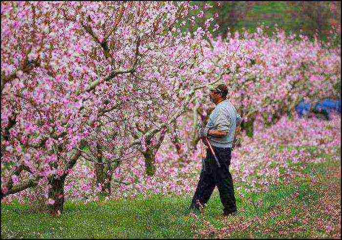 we grow nectarine at home