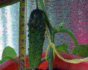 we grow cucumbers at home