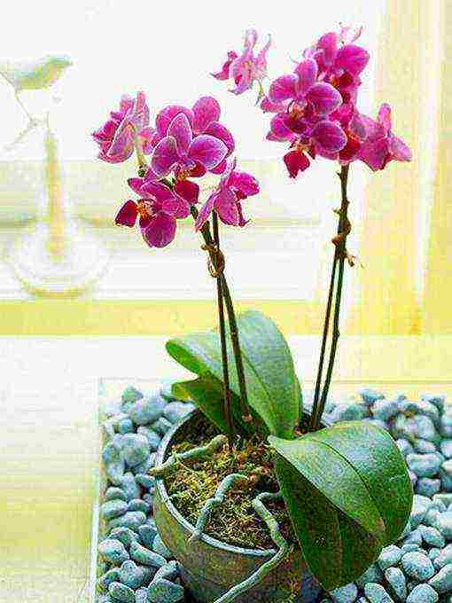 we grow orchids at home