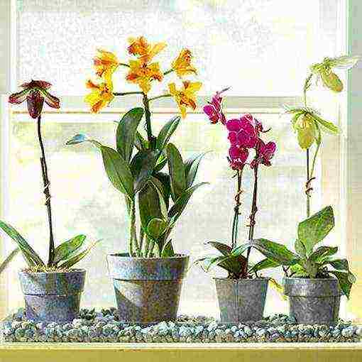 we grow orchids at home