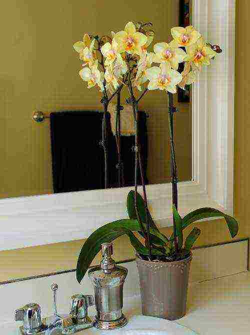 we grow orchids at home