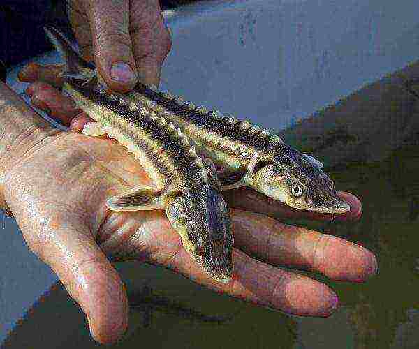 lumalaki kami ng Sturgeon sa bahay