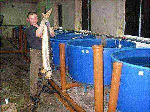 we grow sturgeon at home