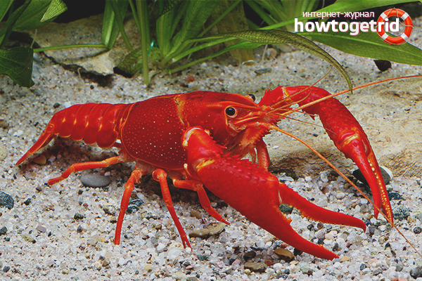 we grow crayfish with our own hands at home