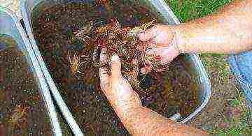 we grow crayfish with our own hands at home