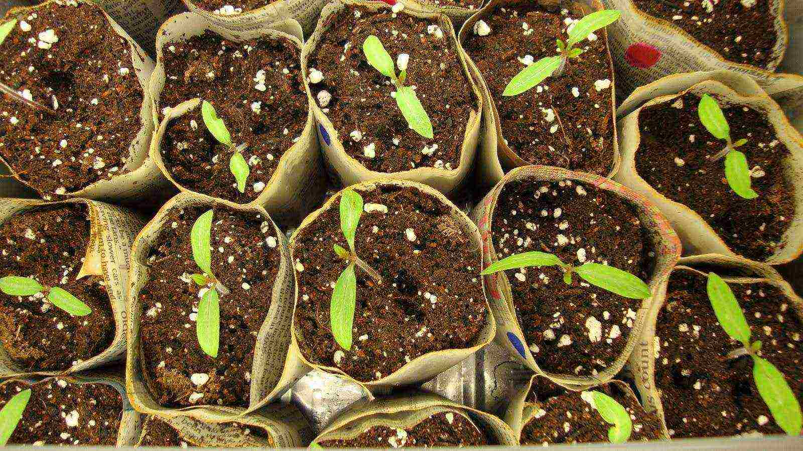 we grow tomato seedlings at home