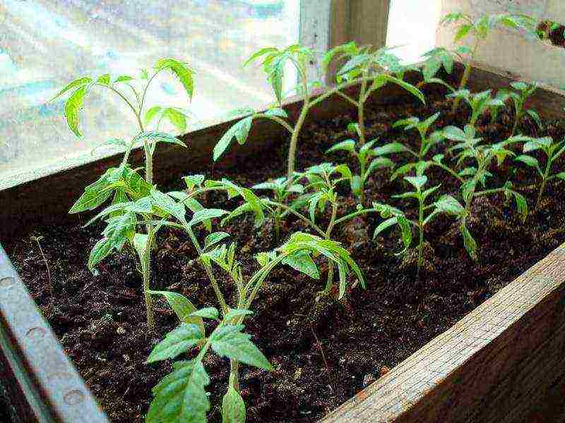 we grow tomato seedlings at home