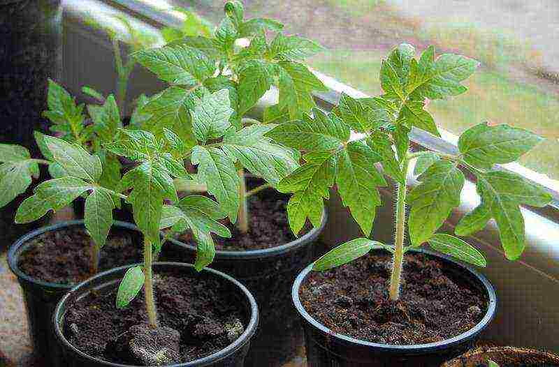 we grow tomato seedlings at home