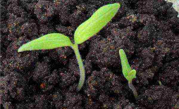 we grow tomato seedlings at home