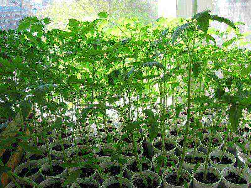 we grow tomato seedlings at home
