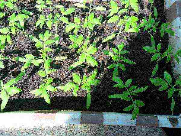 we grow tomato seedlings at home