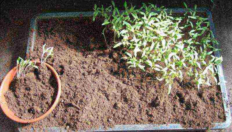 we grow tomato seedlings at home