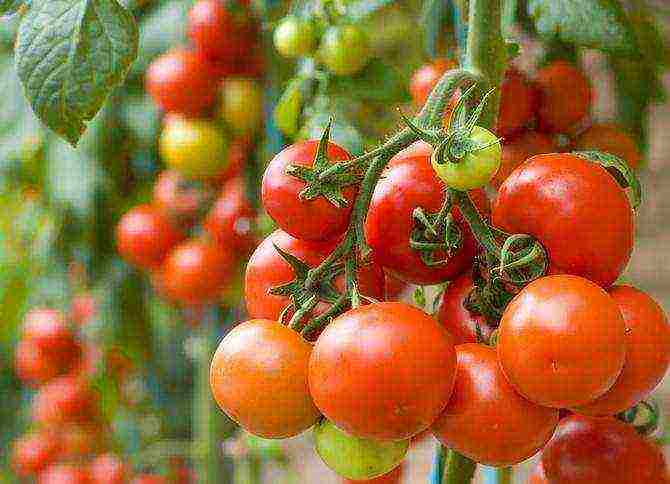 we grow tomato seedlings at home