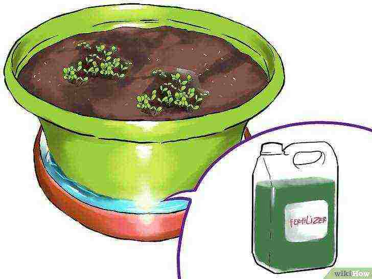 we grow salad at home