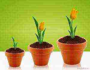 grow tulips at home