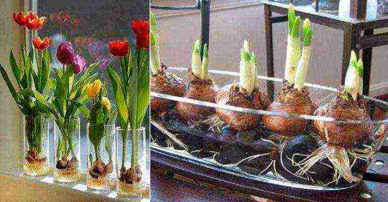 grow tulips at home