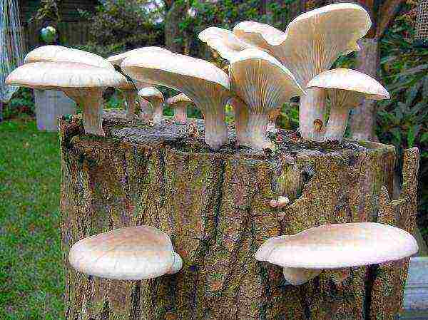 we grow oyster mushrooms at home on stumps