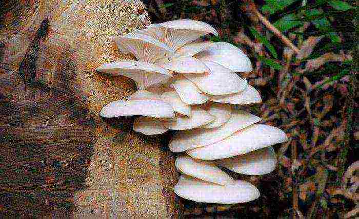 we grow oyster mushrooms at home on stumps