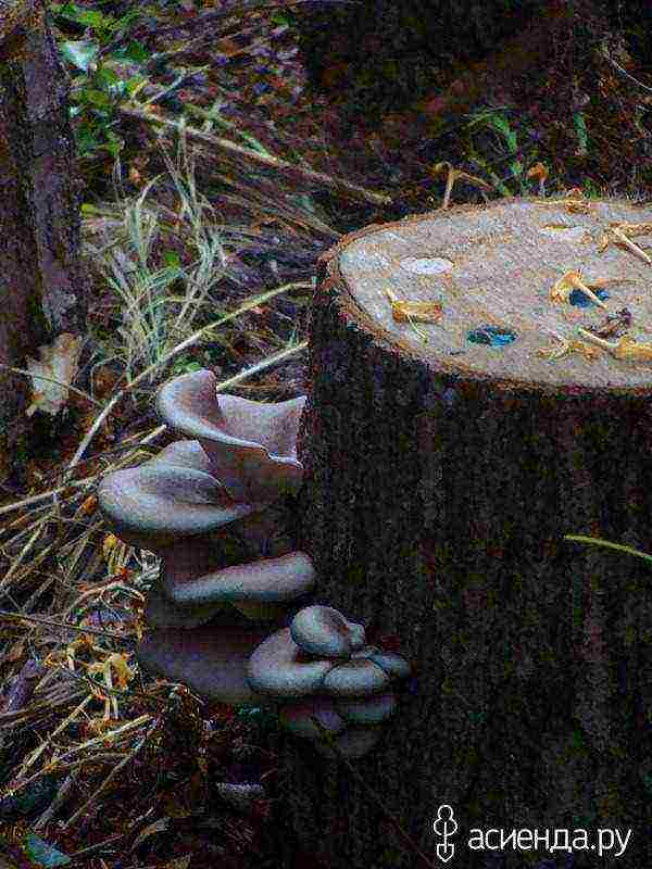 we grow oyster mushrooms at home on stumps